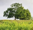 Colorful collapsible nylon picnic mat spread on soft grass under a large tree