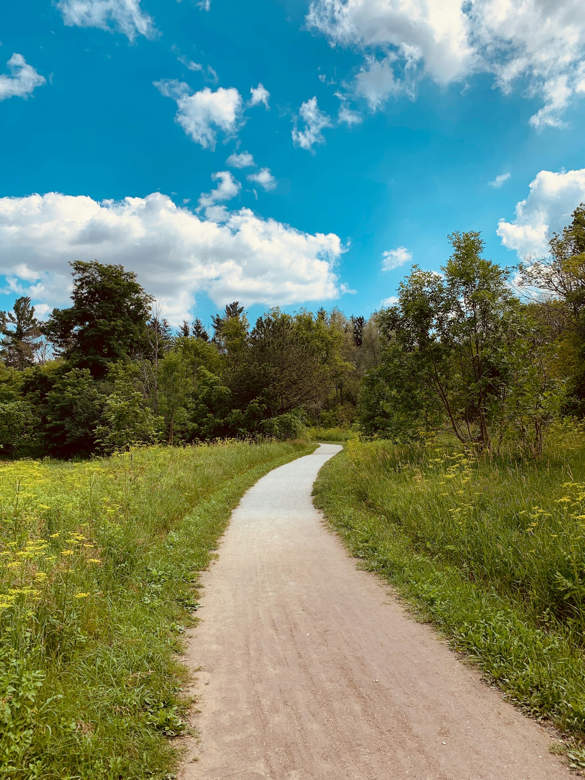 green grass field and trees under blue sky during daytime