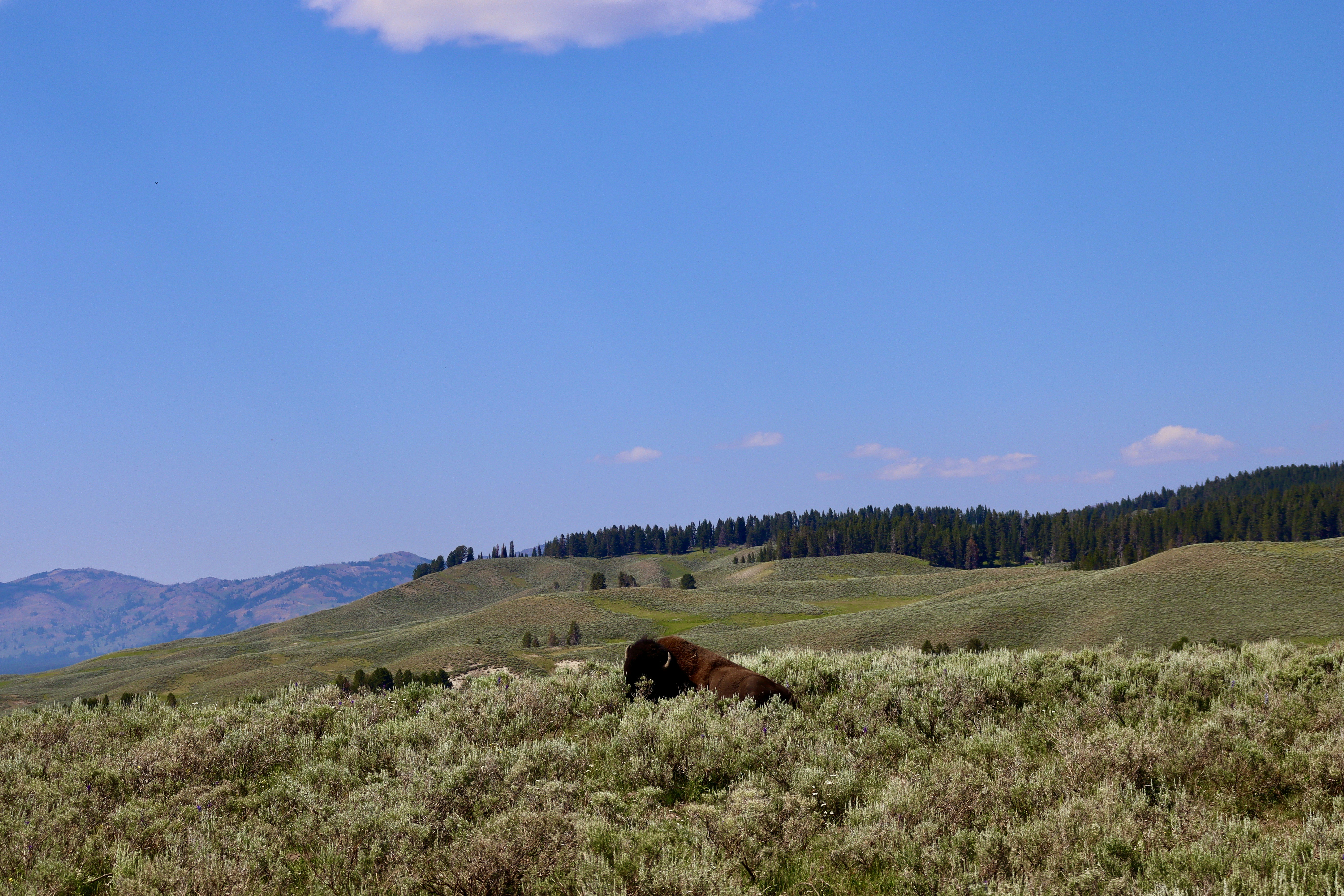 Photo by _bad_llama_