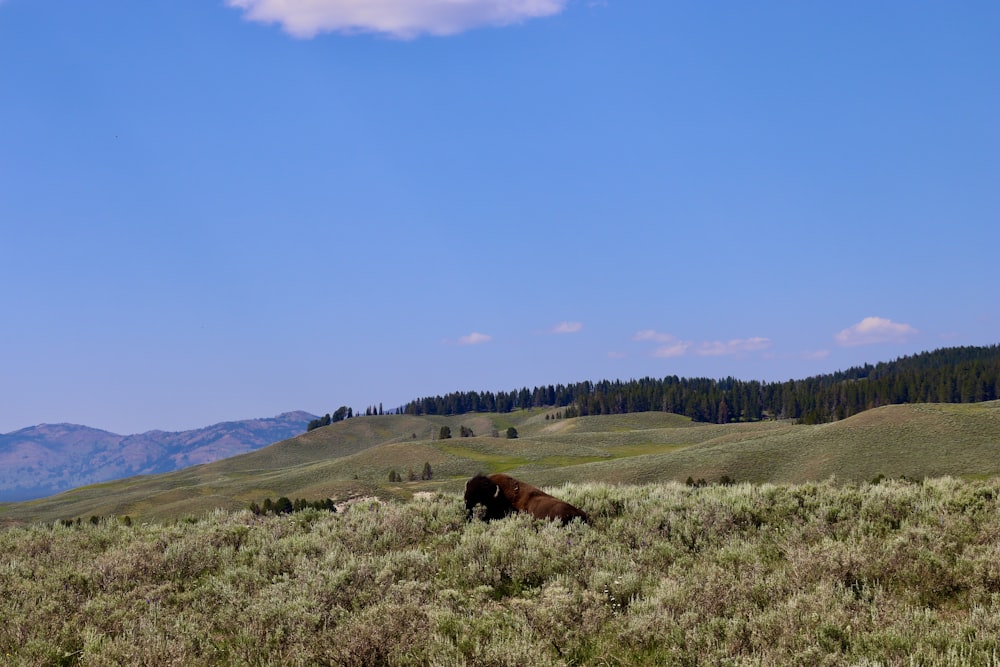 brown horse on green grass field under blue sky during daytime