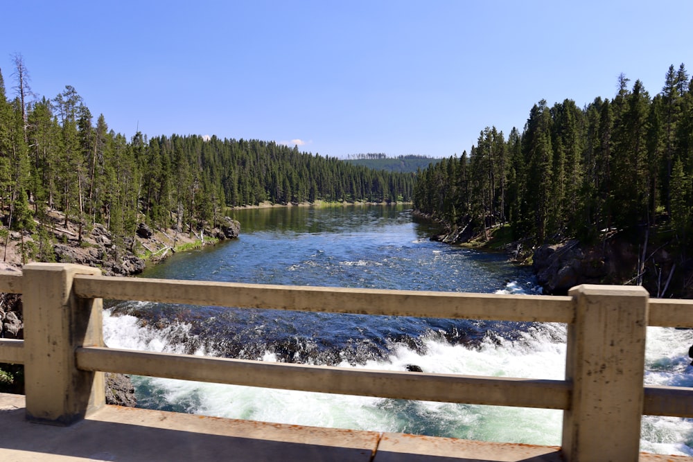 green pine trees beside river during daytime