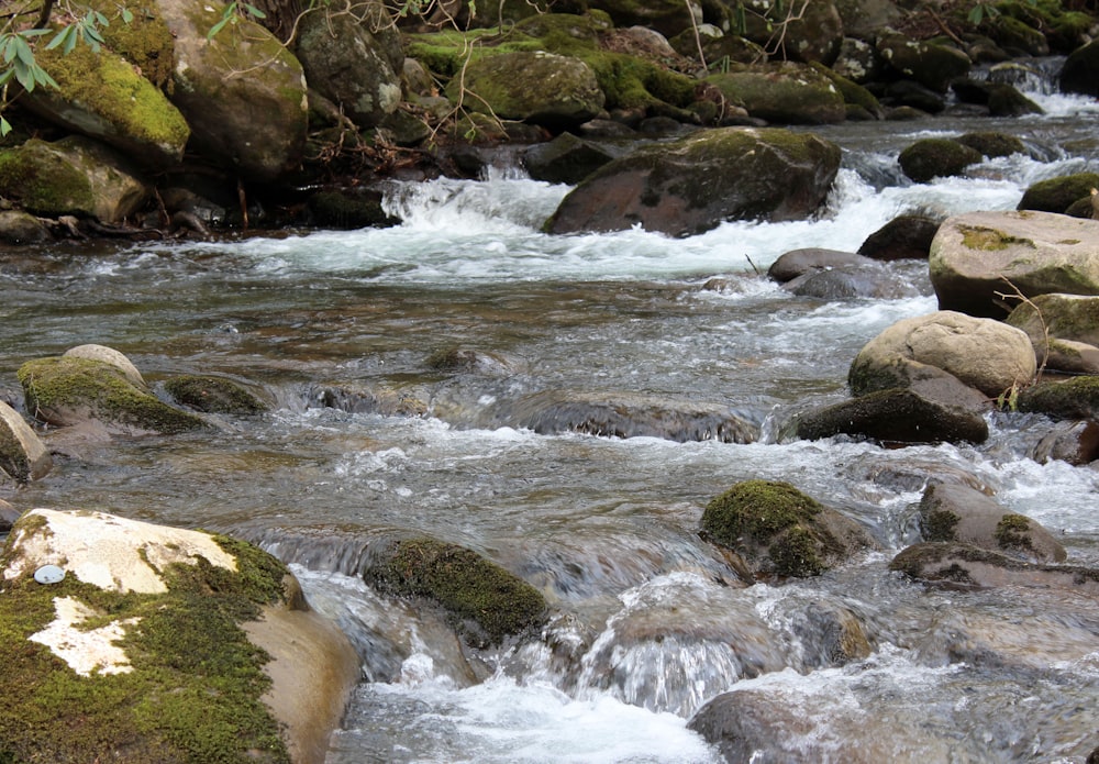 muschio verde sul fiume roccioso
