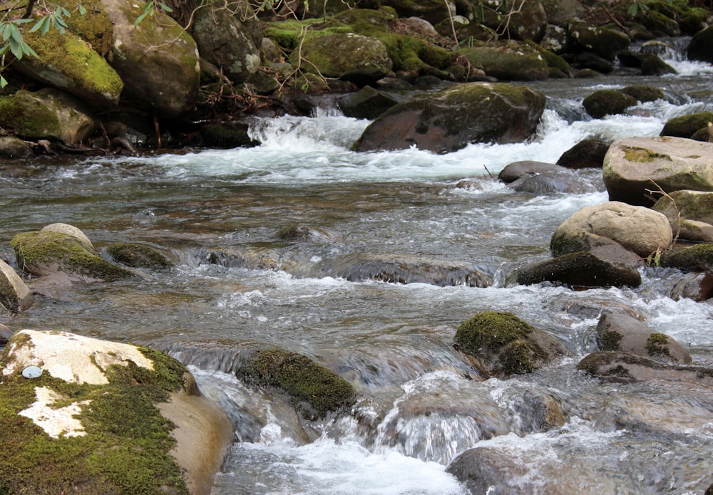 green moss on rocky river