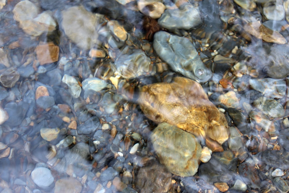 brown and gray stones on water