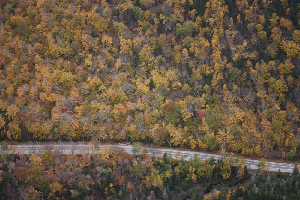 green and yellow trees beside river during daytime