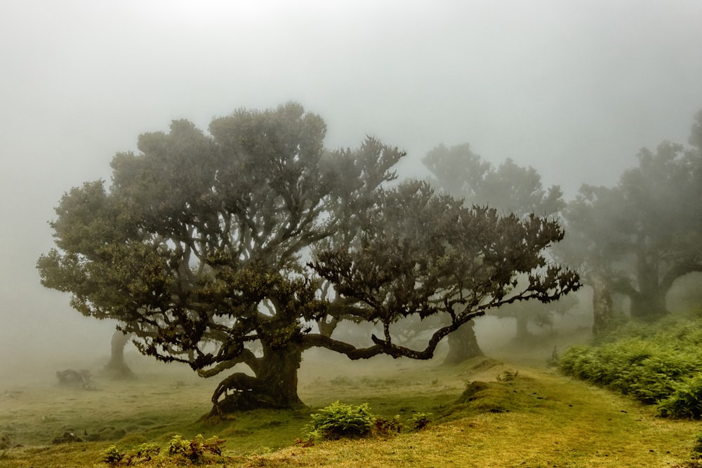 green tree on green grass field