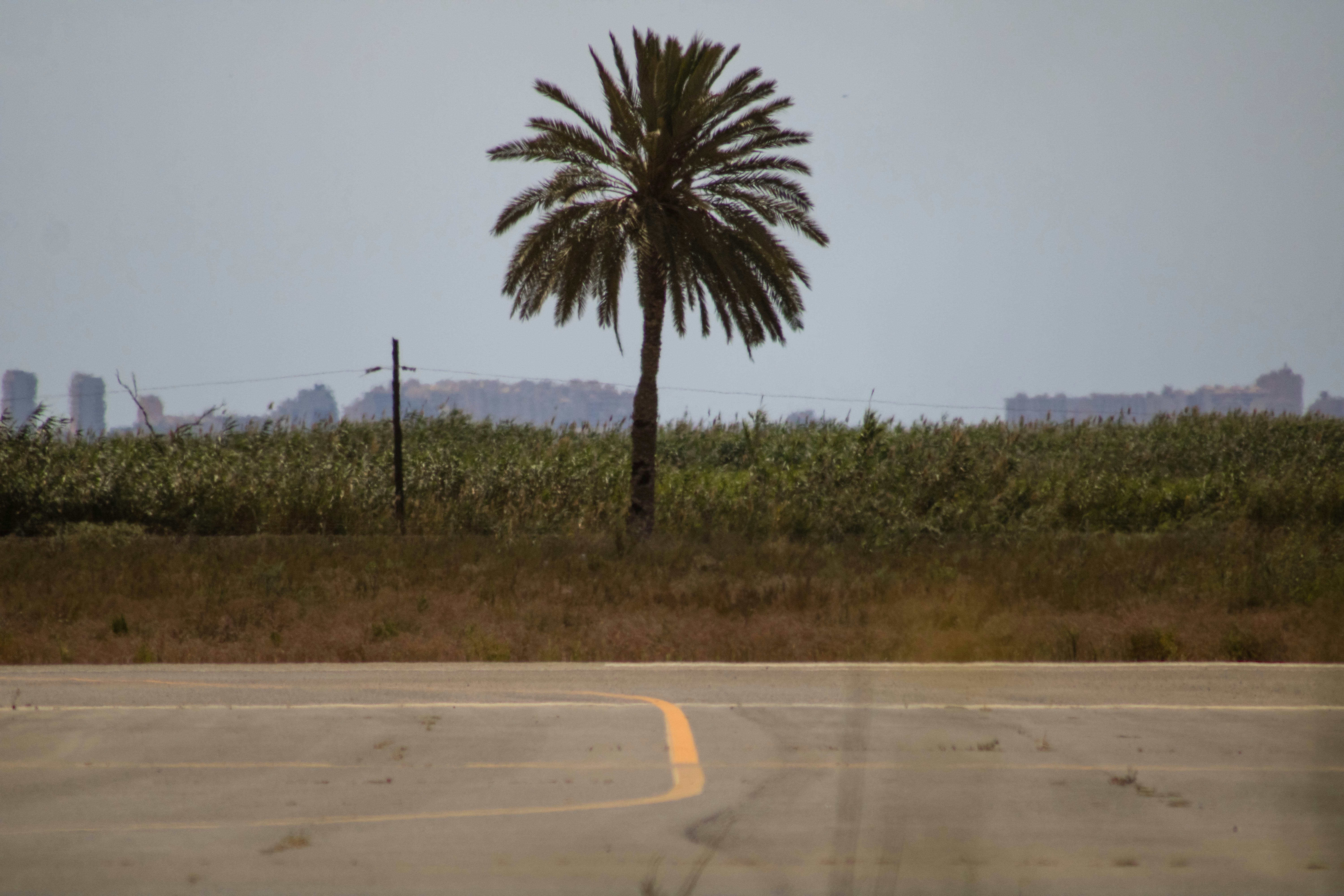 Green Palm Tree Beside Road During Daytime Photo Free Palm Tree Image On Unsplash