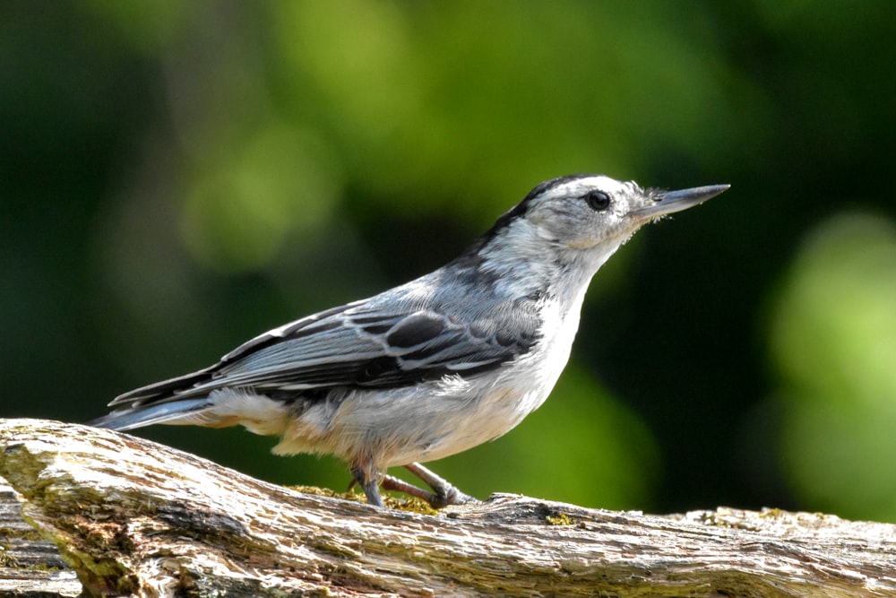 gray and white bird on brown tree branch