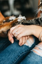 person holding brown tabby cat