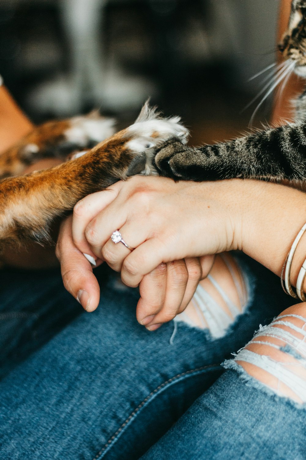 person holding brown tabby cat