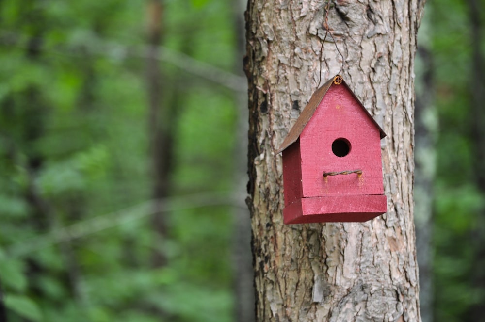 maison d’oiseau en bois brun sur arbre brun