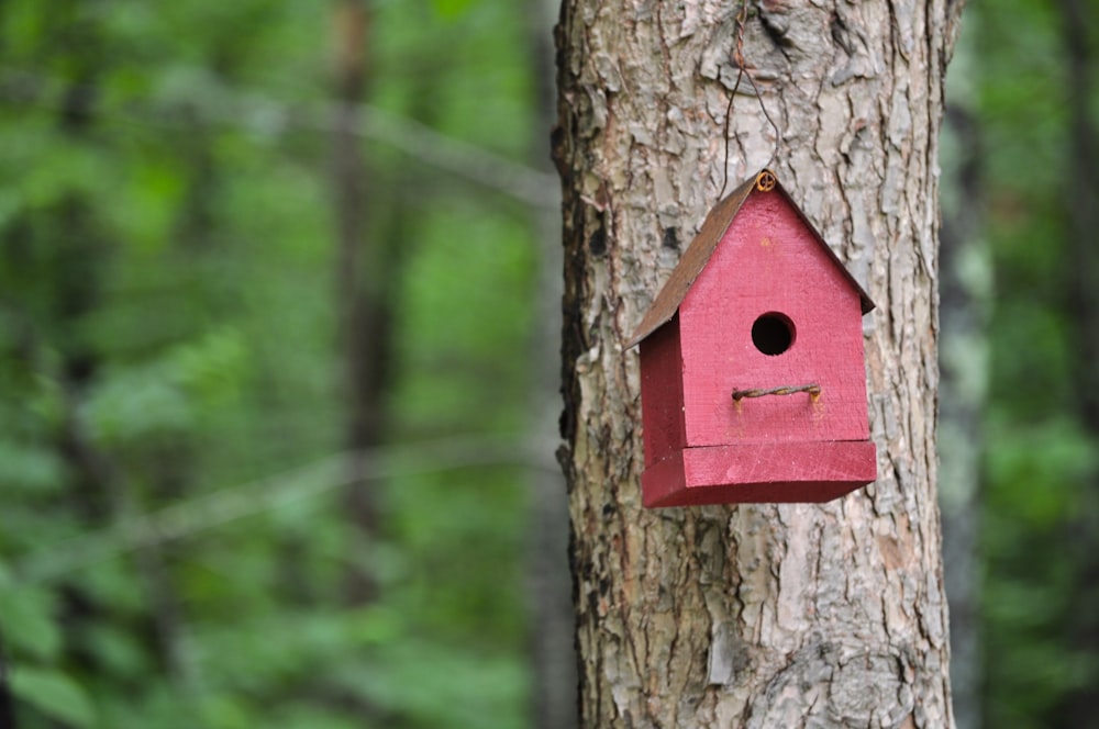 Casa de pájaros de madera marrón en árbol marrón