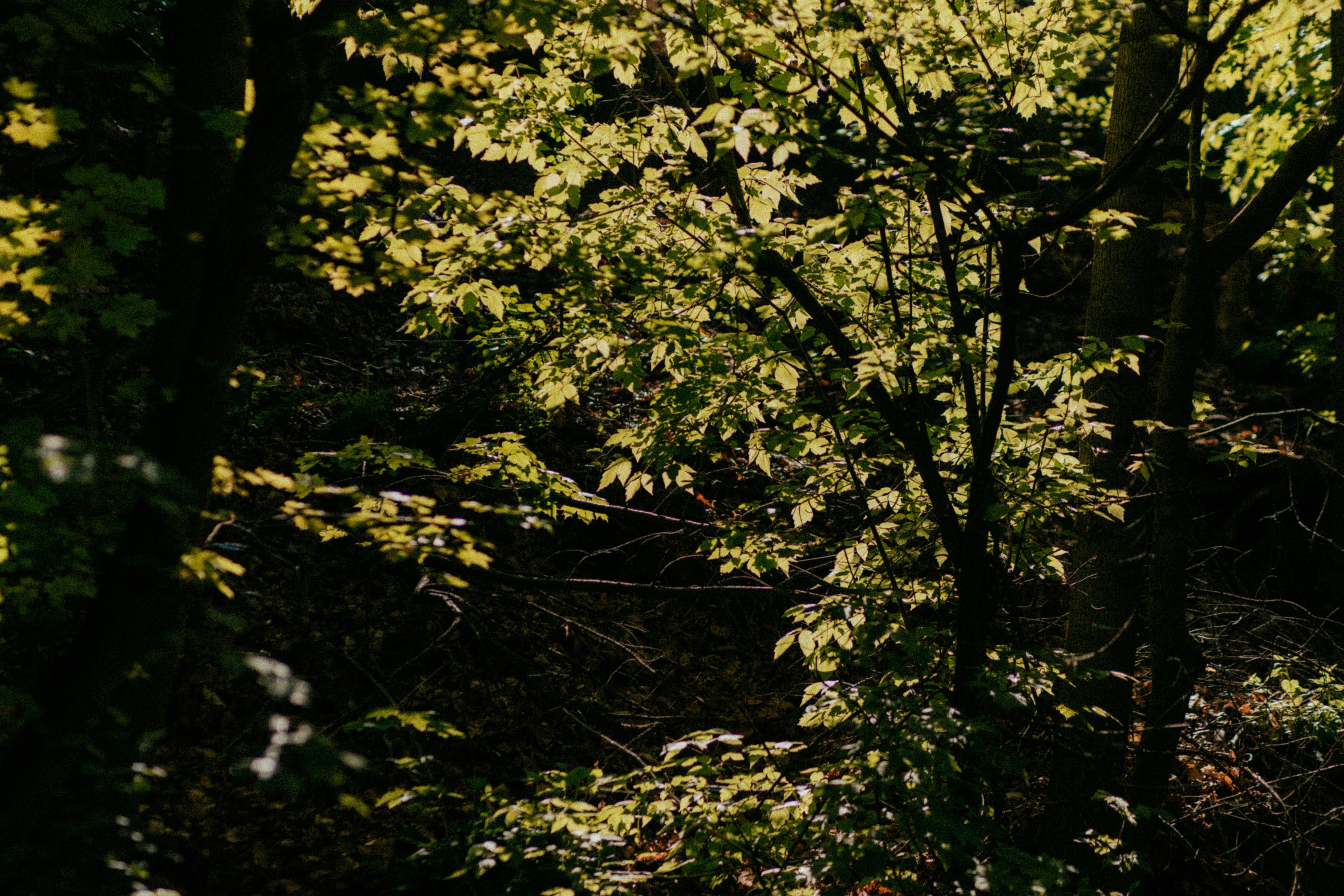 Photo by marsupialpudding