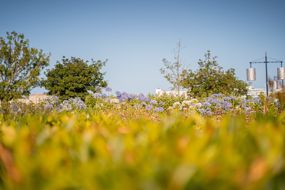 yellow flower field under blue sky during daytime