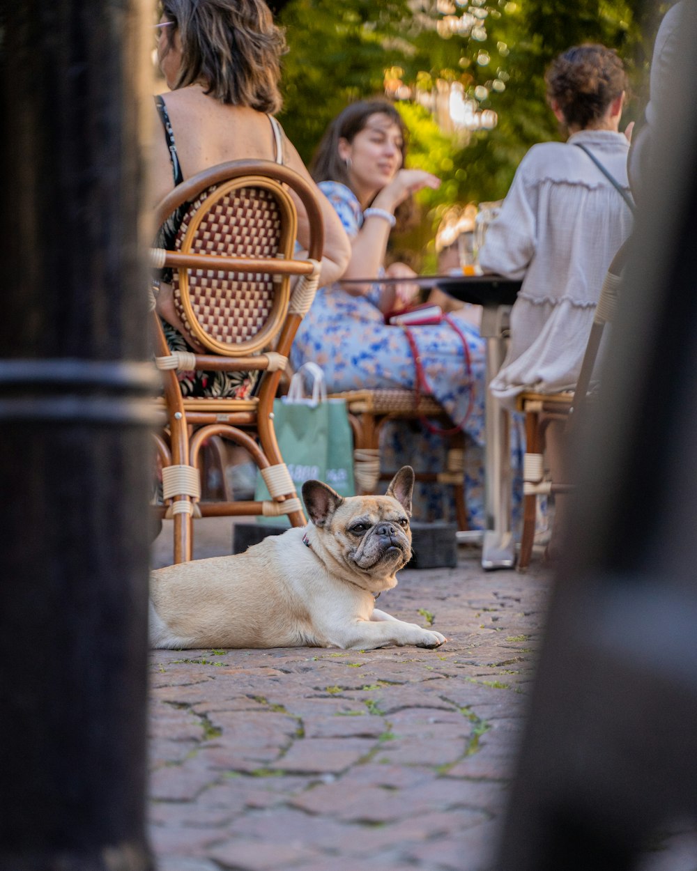 fawn pug lying on floor