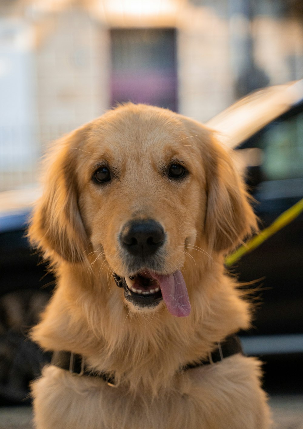 golden retriever sitting on the street during daytime