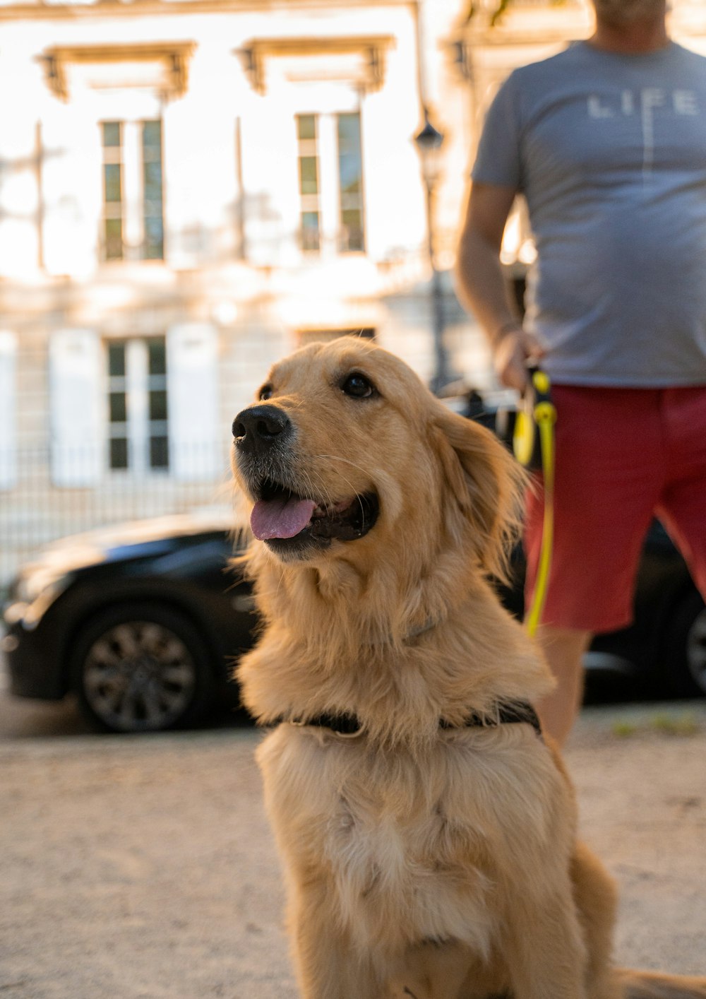 golden retriever in red shirt