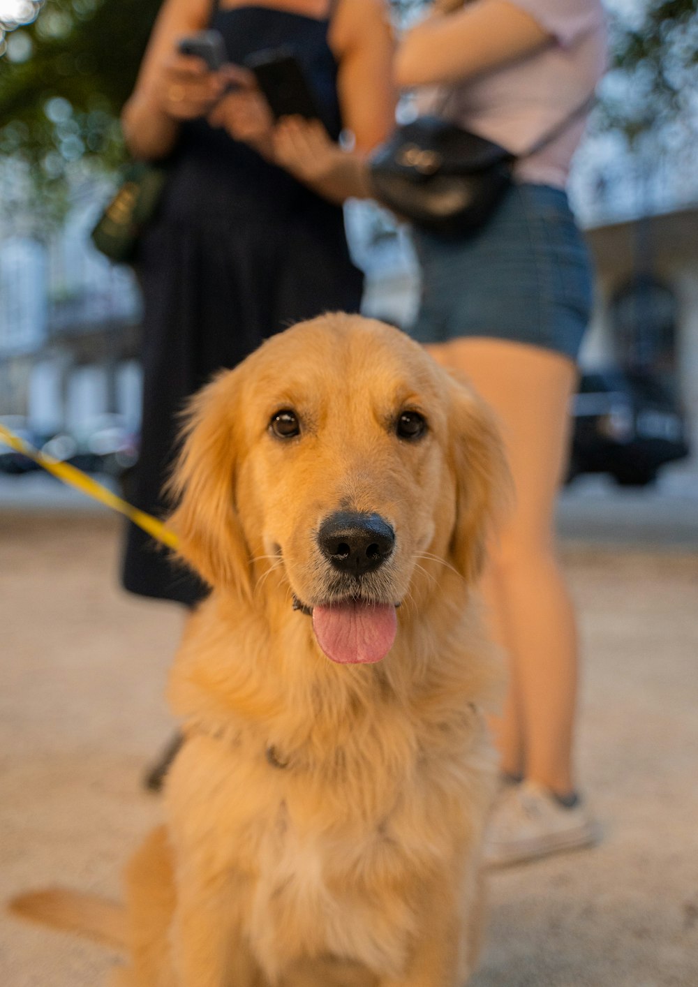 Golden Retriever sitzt auf dem Boden