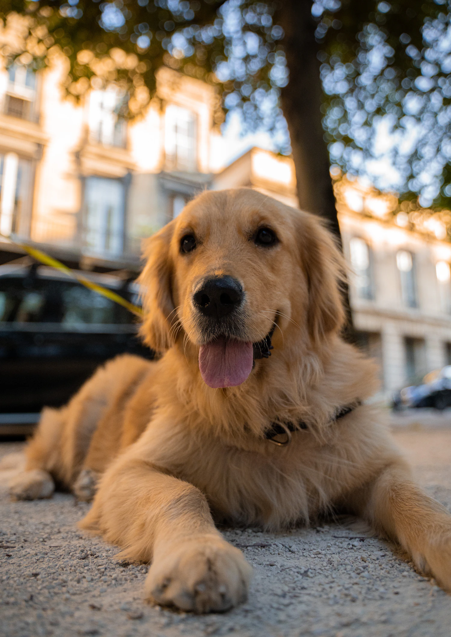 A golden retriever lying calmly on a city sidewalk on a leash, settled and under control between tasks