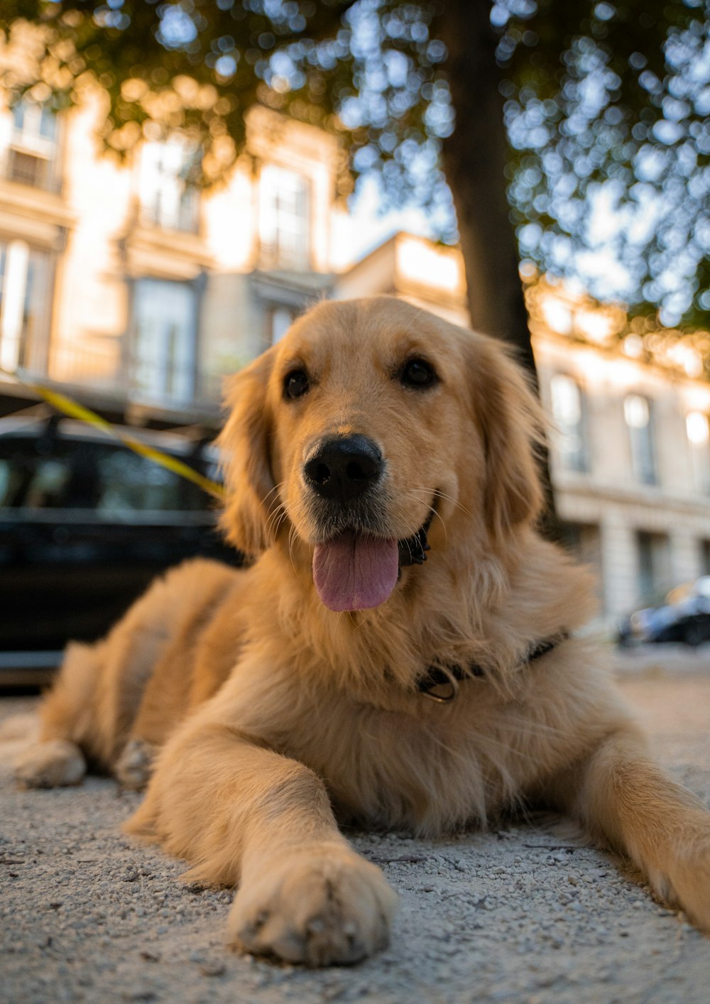 golden retriever puppy sitting on ground during daytime