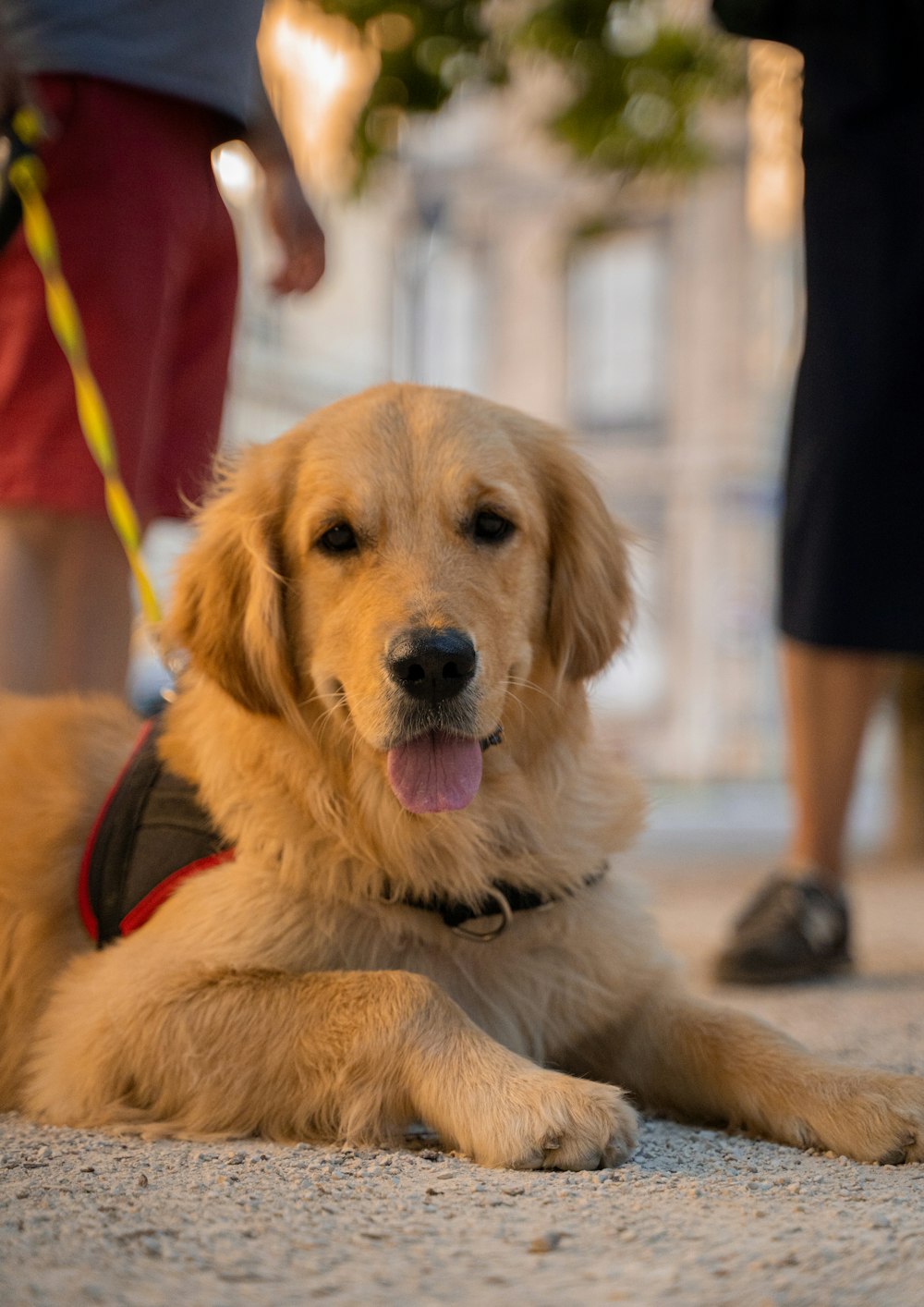 golden retriever puppy on focus photo