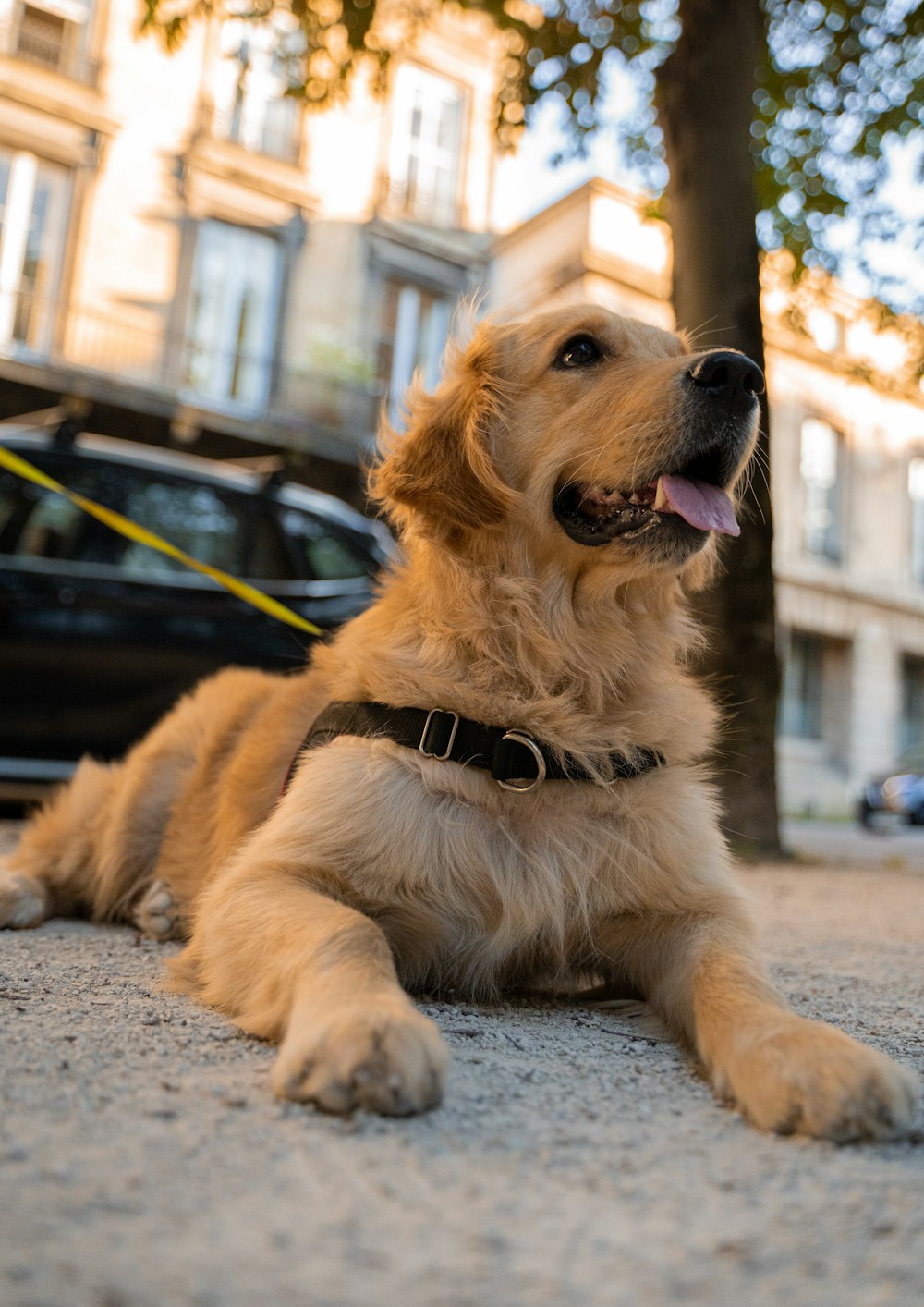 golden retriever lying on ground during daytime