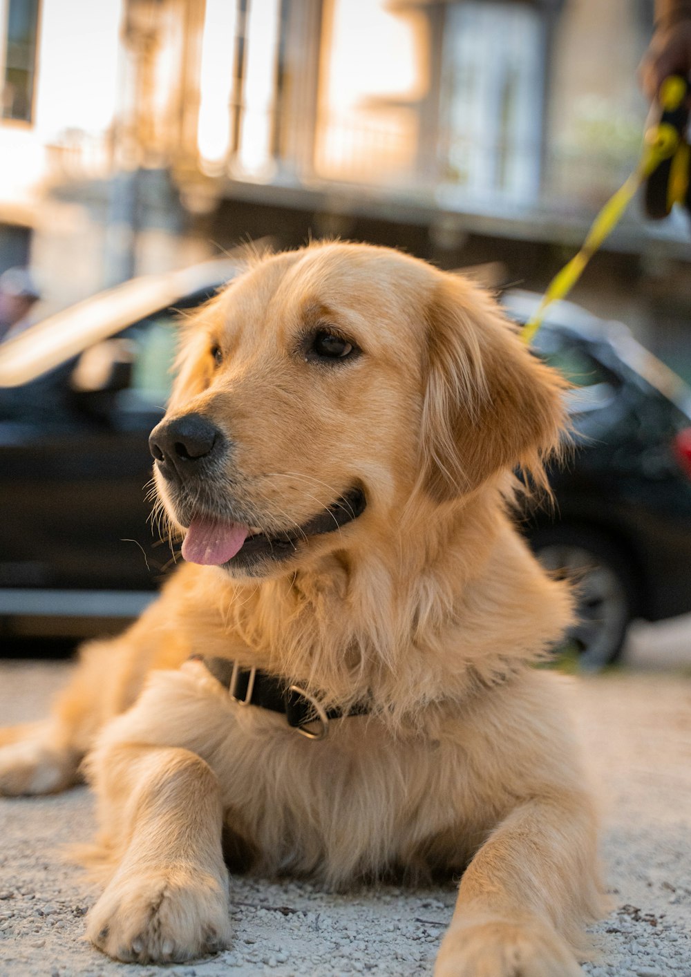 golden retriever puppy on focus photo