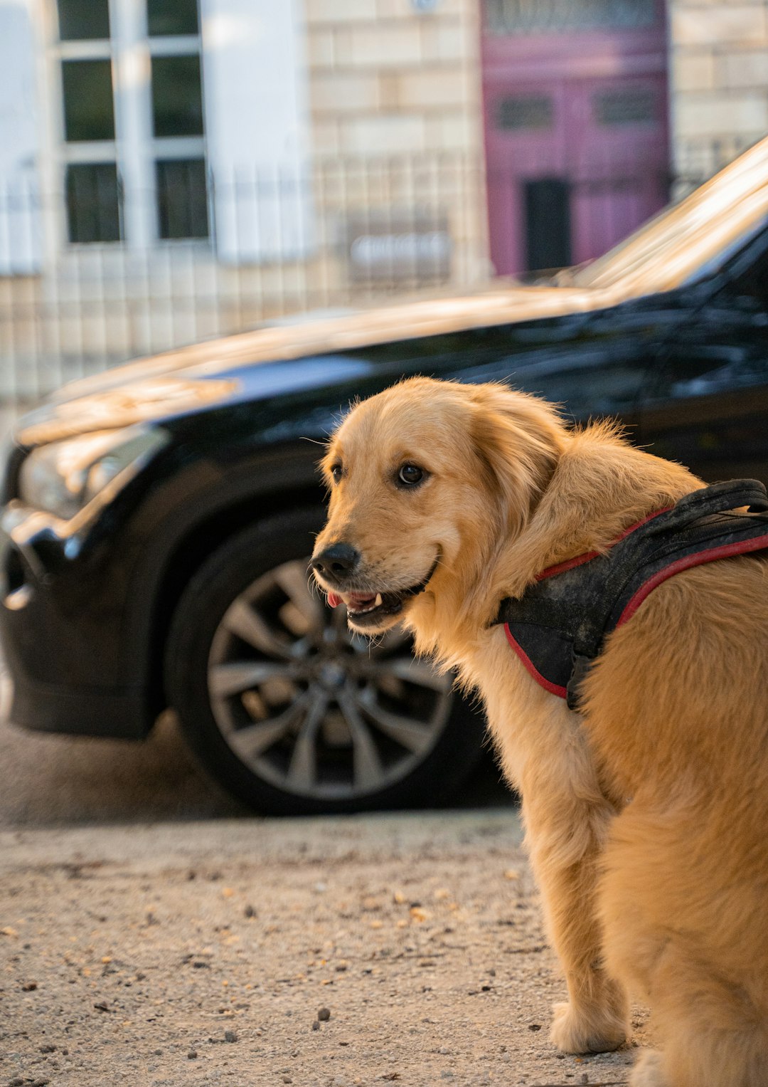 golden retriever with black leash