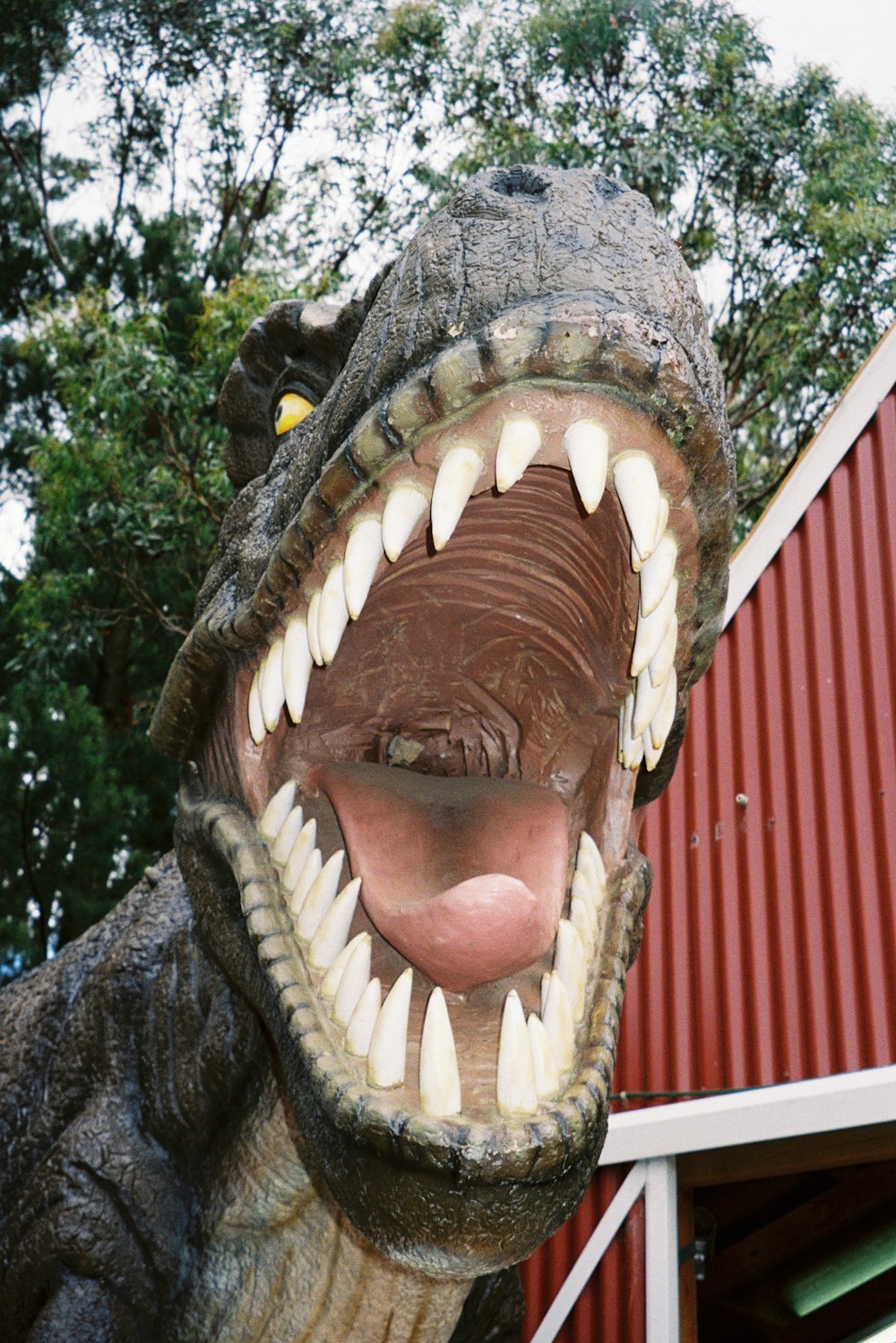 black and white crocodile head