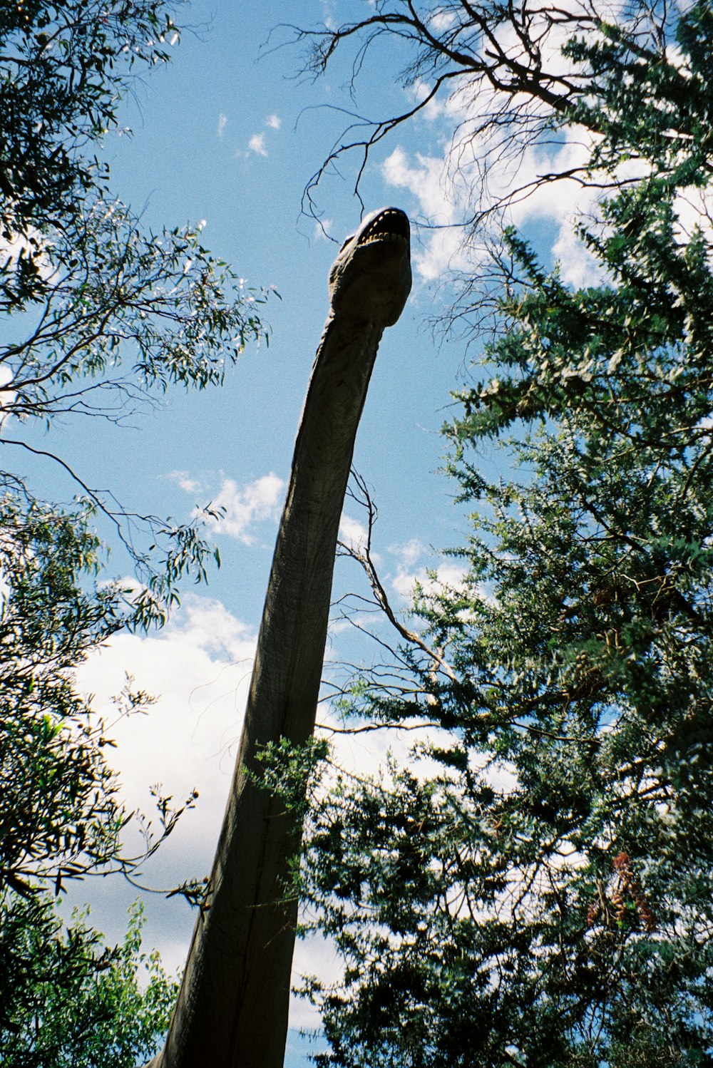 low angle photography of green leaf tree