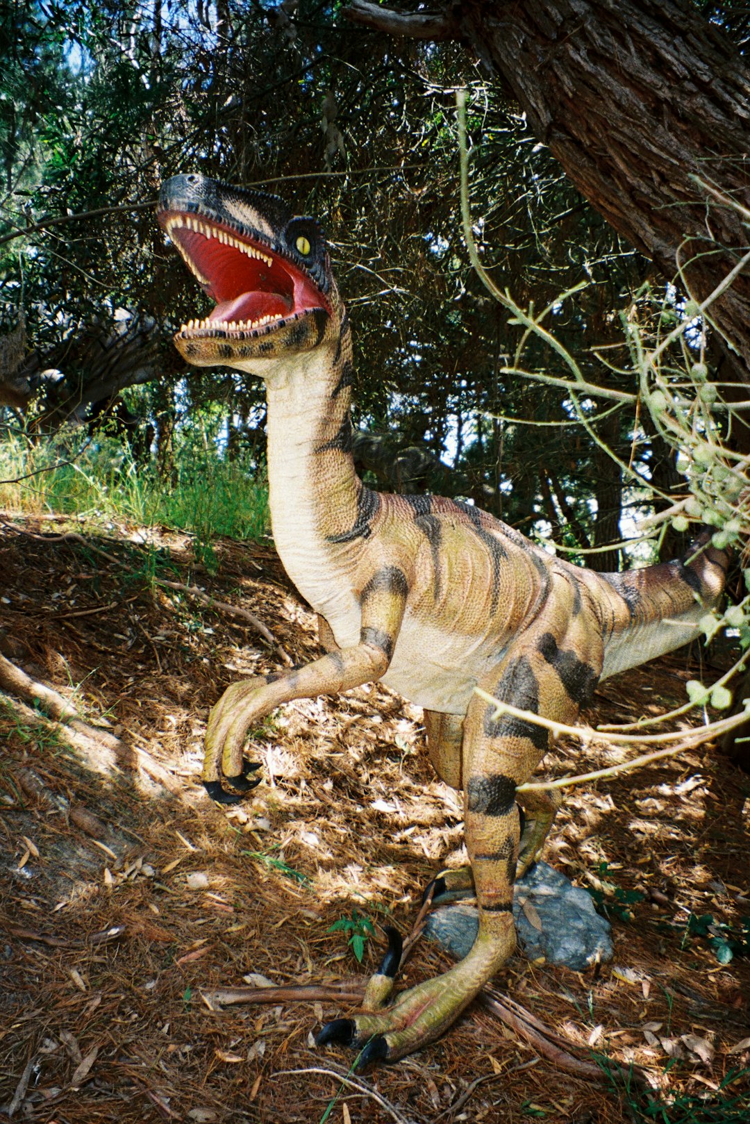 brown and black giraffe on brown soil