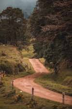green trees on brown dirt ground during daytime