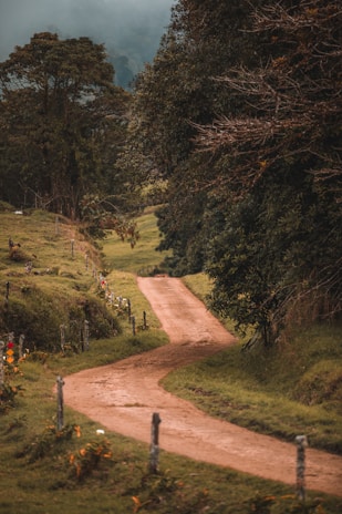 green trees on brown dirt ground during daytime