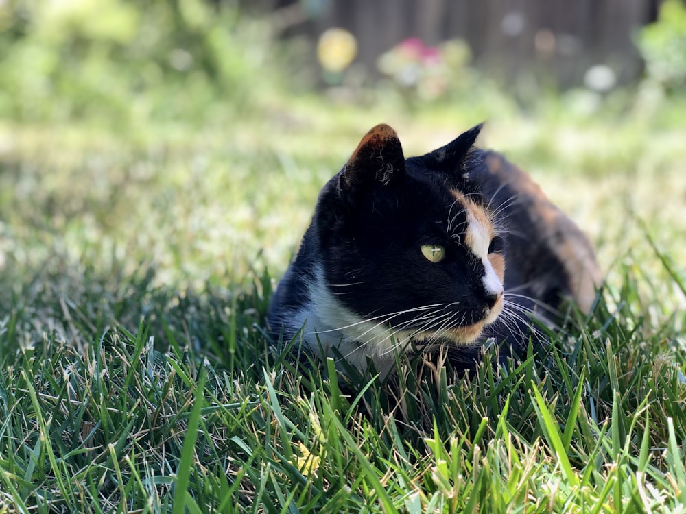 gato preto e branco na grama verde durante o dia
