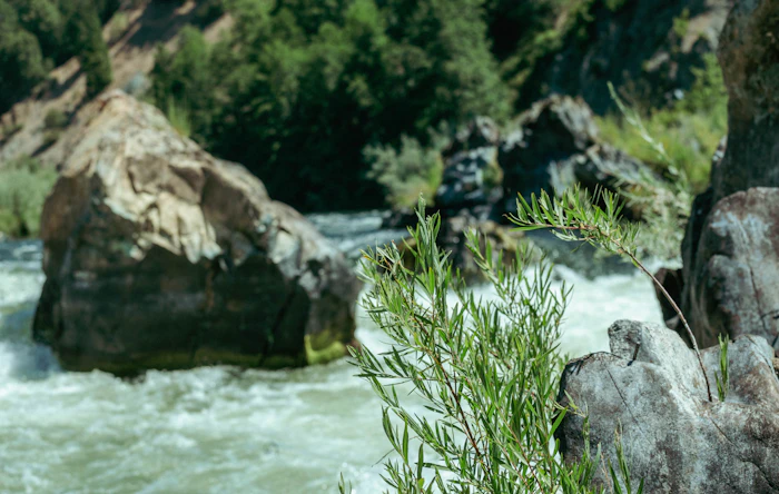 Green grass on a rocky riverbank