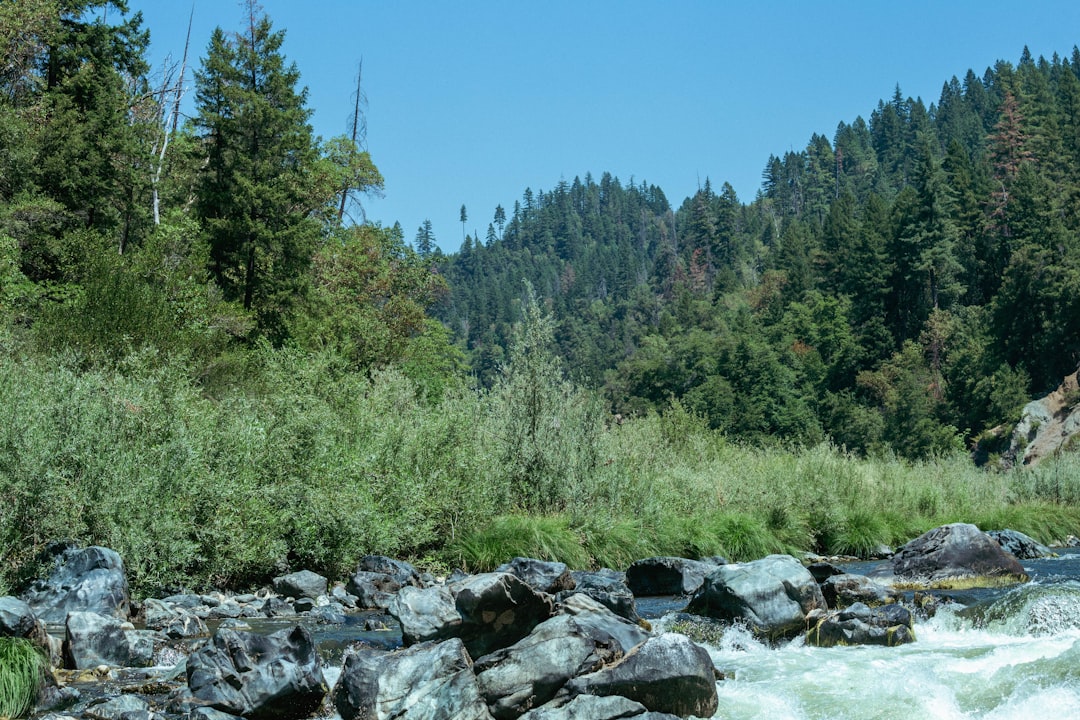 green trees beside river during daytime