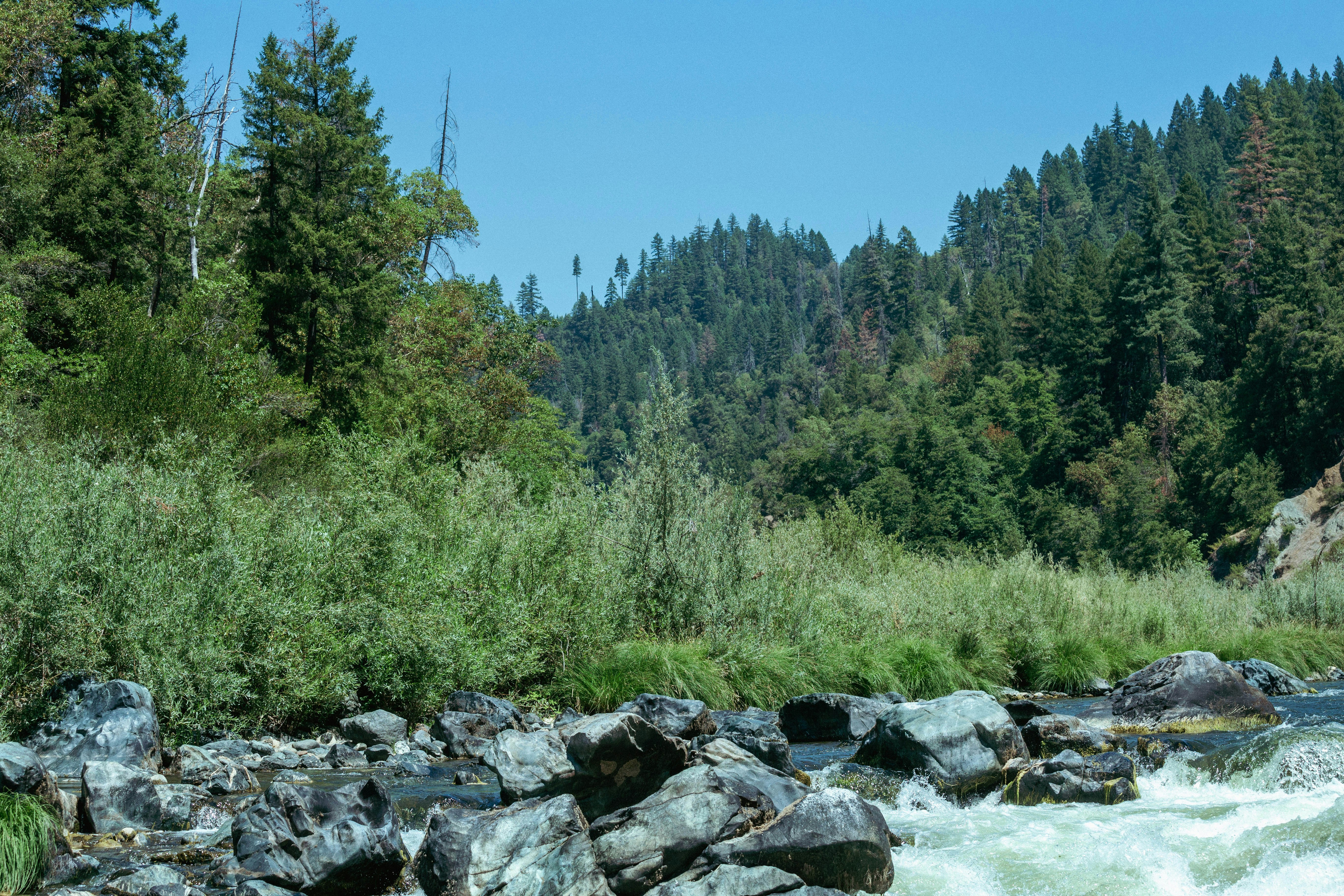 green trees beside river during daytime