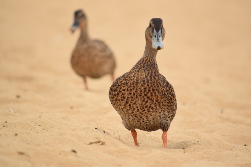 brown duck on brown sand during daytime