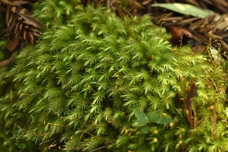 A lush, dense patch of vibrant green moss growing on the forest floor. The moss has a soft, feathery appearance with various shades of green, interspersed with small brown twigs or leaves. The texture appears plush and velvety, suggesting a healthy, thriving ecosystem.