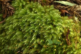 A lush, dense patch of vibrant green moss growing on the forest floor. The moss has a soft, feathery appearance with various shades of green, interspersed with small brown twigs or leaves. The texture appears plush and velvety, suggesting a healthy, thriving ecosystem.