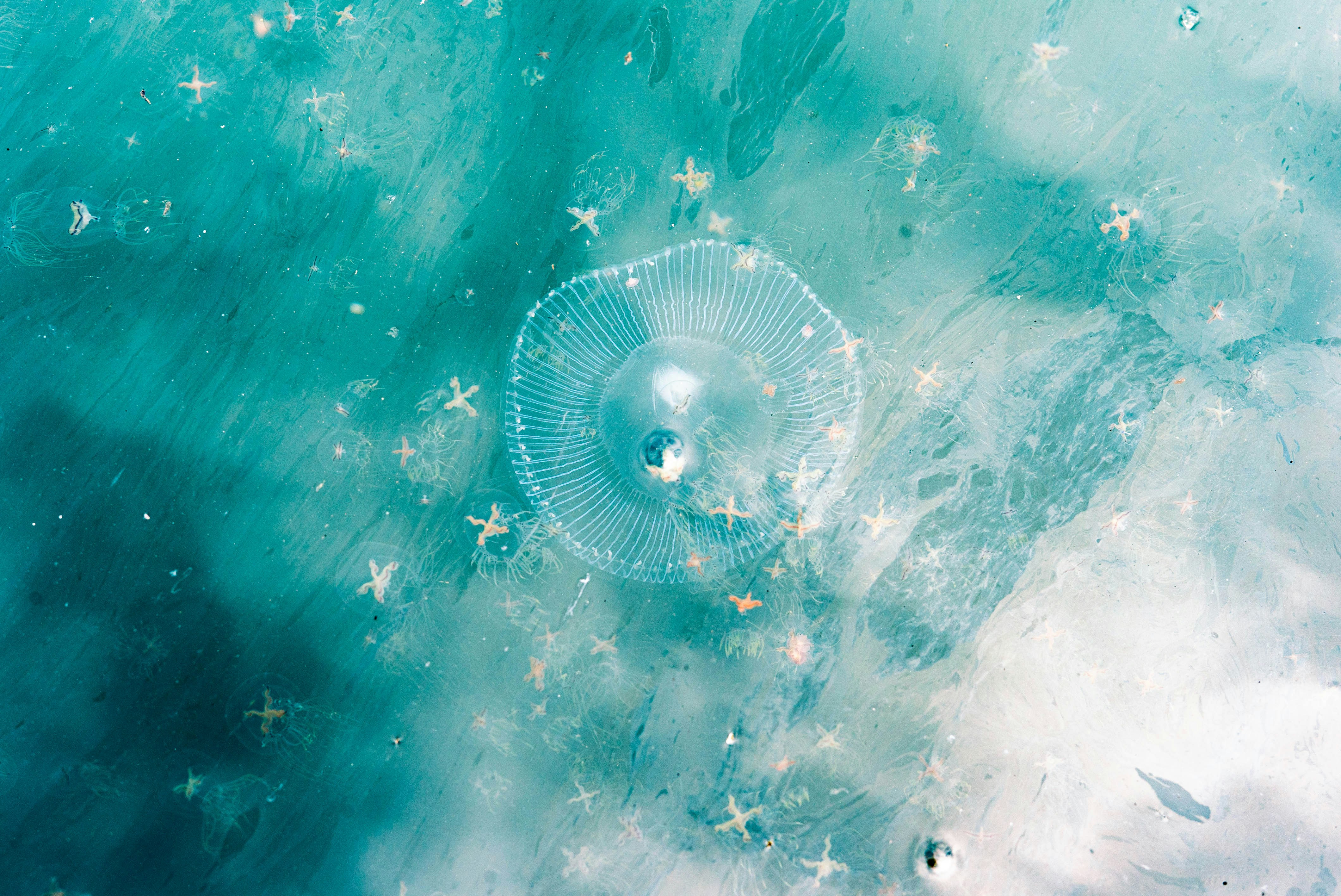 abstract jellyfish wallpaper, wallpaper, Jellyfish: Biology, Behavior, and Ecological Role 4