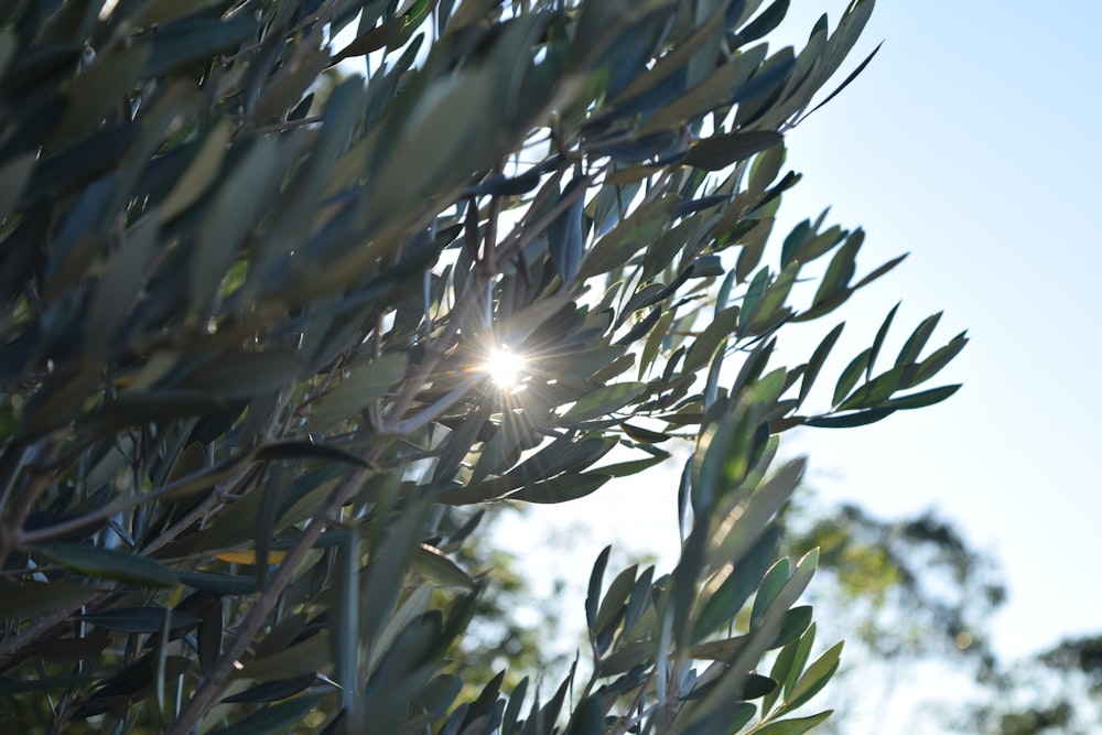 green plant under blue sky during daytime