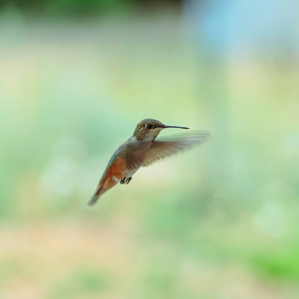brown humming bird flying in mid air during daytime