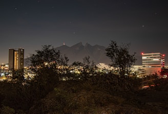 green trees and plants near mountain during night time
