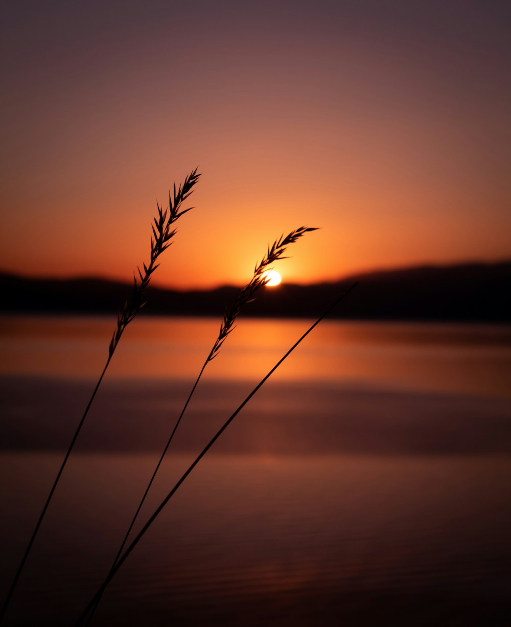 silhouette of grass near body of water during sunset