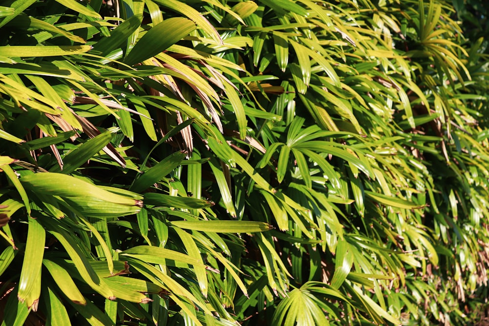 green leaves plant during daytime