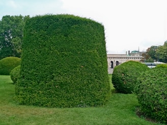 A well-manicured garden with variously shaped green bushes on a grassy lawn. A large cuboidal bush is prominent in the foreground, flanked by several spherical bushes. Trees are visible in the background along with classical-style architecture and a partly cloudy sky.