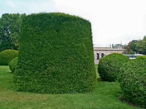 A gardener trimming lush green bushes with precision on a sunny day.