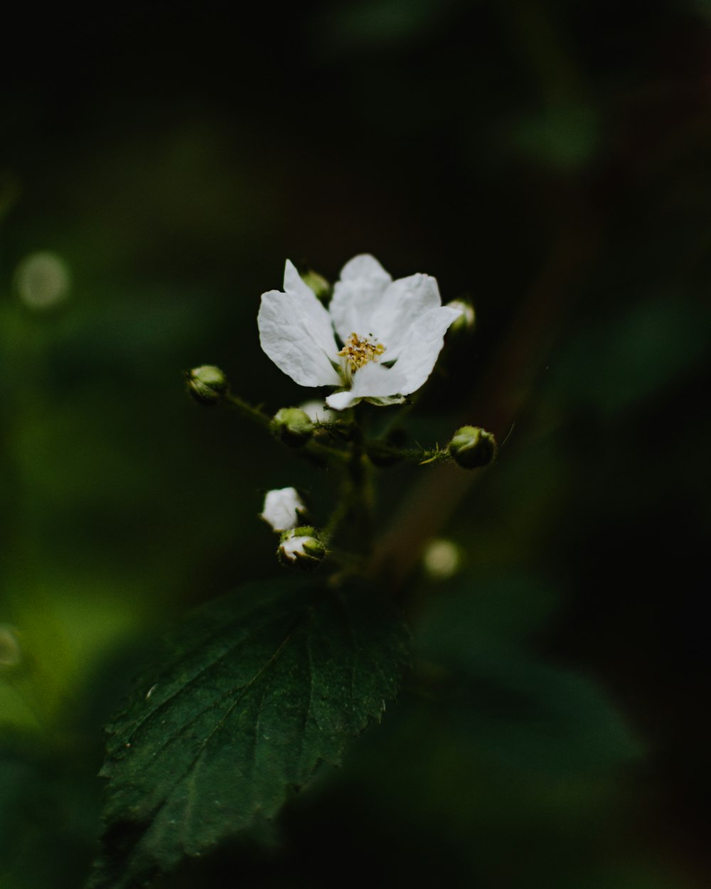 white flower in tilt shift lens