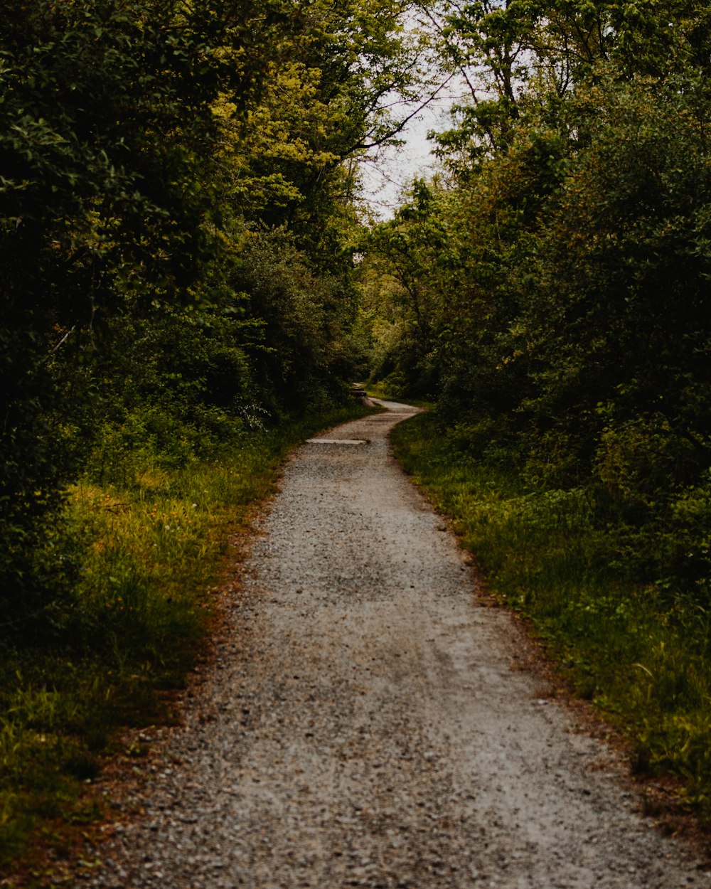 Route grise entre les arbres verts pendant la journée